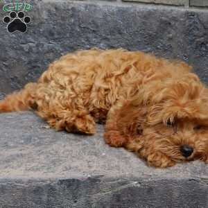Rambo (micro), Cavapoo Puppy